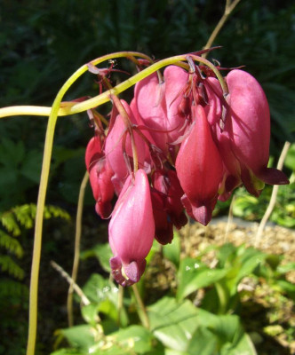 Dicentra_Coxs_Dark_Red_01.jpg