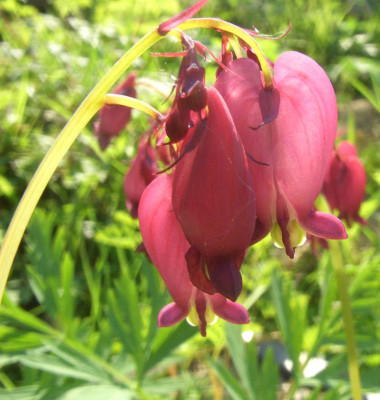 Dicentra_Coxs_Dark_Red_02.jpg