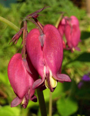 Dicentra_Coxs_Dark_Red_03.jpg