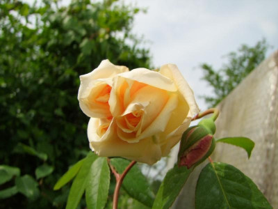 2009_0512MaiEllerhoop0019.JPG
