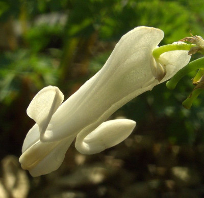 Dicentra_Ivory_Heart.jpg