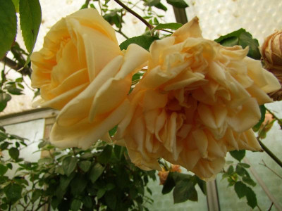 Reve d'Or.JPG