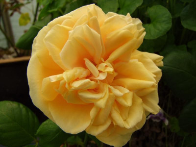 2009_0525Irismittemai0006.JPG