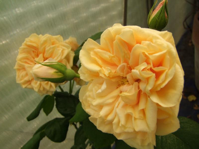2009_0525Irismittemai0011.JPG