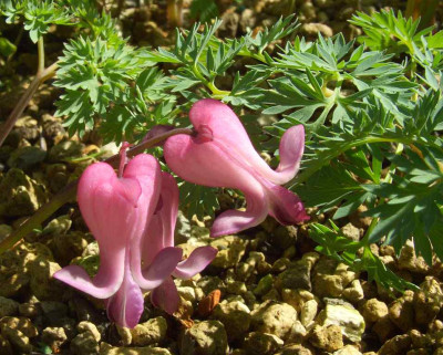 Dicentra_Candy_Heart_01.jpg