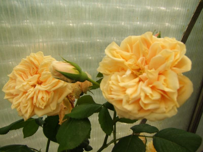 2009_0525Irismittemai0010.JPG