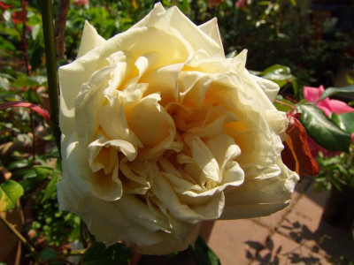 2009_0525Irismittemai0014.JPG