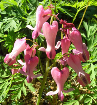Dicentra_Candy_Heart_02.jpg
