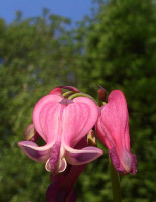 Dicentra_King_of_Hearts_01.jpg