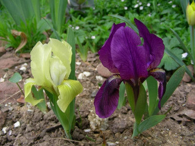 Iris lutescens gelb blau DSCN9030.JPG