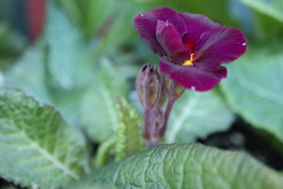 Violet-Victorians-00.438.jpg