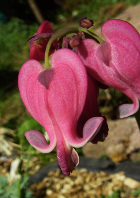 Dicentra_King_of_Hearts_02.jpg