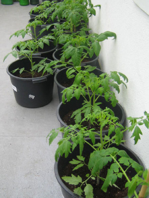 tomaten_12_mai_07.jpg