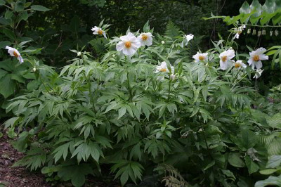 IMG_2620_ePaeonia_emodii.JPG