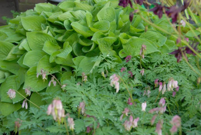 Unbekannte-mit-Dicentra.jpg