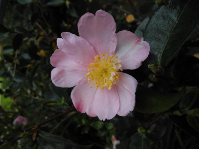 Plantation Pink 2.jpg