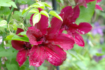 Rueuetel-Mai1207-k.jpg