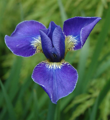 A3517a_Large.JPG