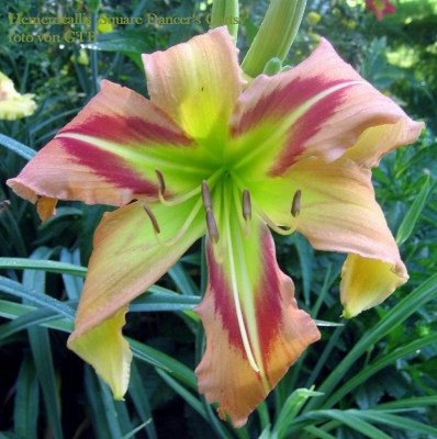 Square Dancer's Curtsy.jpg