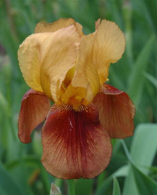 A3528a_Large.JPG
