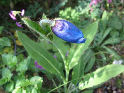 12.5.07._Meconopsis_x_sheldonii_004.JPG