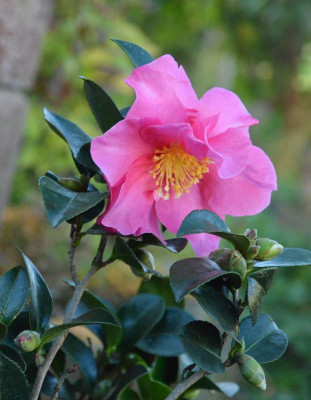 Camellia-ParadiseBelinda.18-4.jpg