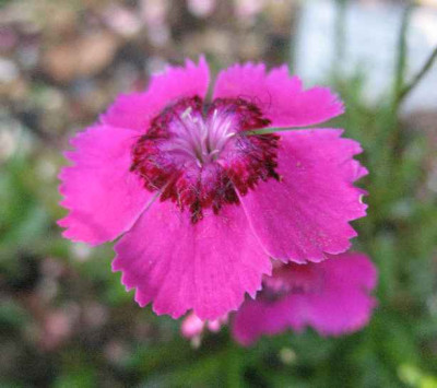 12.5.07._Dianthus_alpinus_Drakes_Form_005.JPG