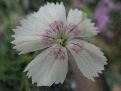12.5.07._Dianthus_callizonus_var._albus__003.JPG