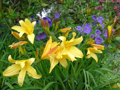 Hemrocallis dumortieri 02.jpg