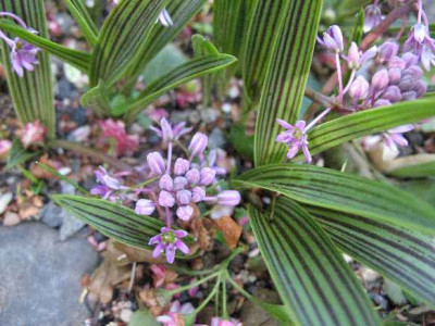 12.5.07._Scilla_adlamii_009.JPG