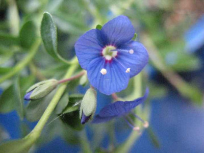 12.5.07._Veronica_fruticans__013.JPG