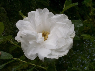 Blanc-Double-de-Coubert-05-07.jpg