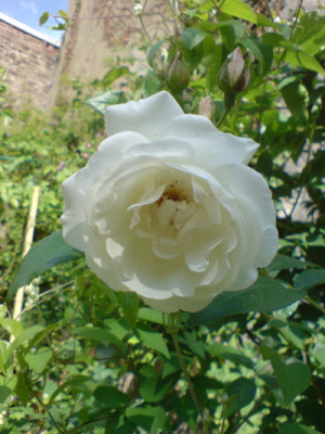 schneewittchen_1.JPG