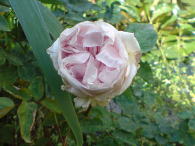 sdm_07_07.JPG