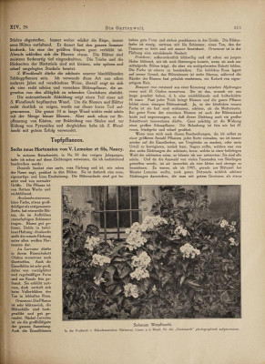 diegartenwelt 1910 lemoine bouquet rose (1).jpg