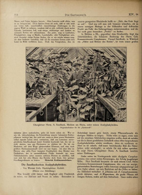 diegartenwelt 1910 lemoine bouquet rose (2).jpg