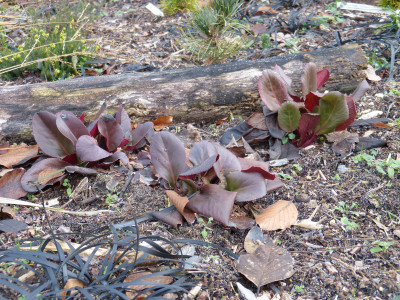 2018-12-16 Bergenia 'Winterglut'.jpg