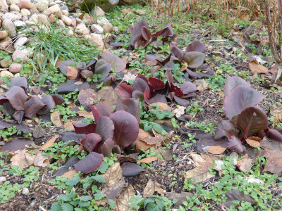 2018-12-16 Bergenia 'Shoeshine Rose'.jpg