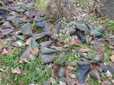 2018-12-16 Bergenia 'Purpurkönigin'.jpg