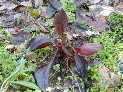 2018-12-16 Bergenia 'Balbitian'.jpg