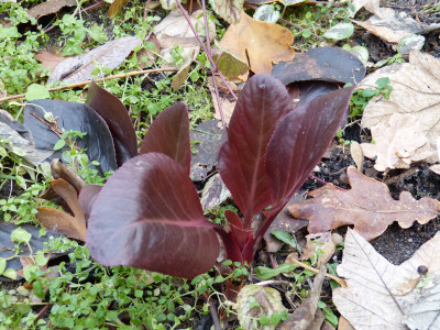 2018-12-16 Bergenia 'Irish Crimson'.jpg