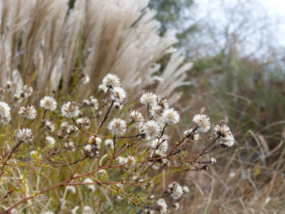 2018-12-16 Gartenimpressionen 1.jpg