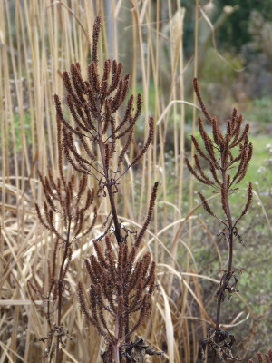 2018-12-16 Gartenimpressionen 4.jpg