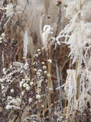 2018-12-16 Gartenimpressionen 5.jpg