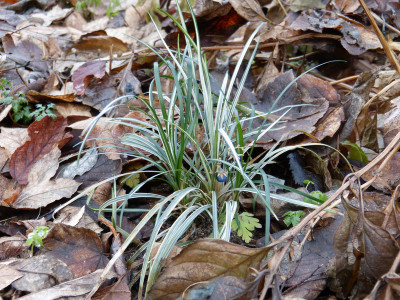 2018-12-16 Ophiopogon japonicus 'Kigimafukiduma'.jpg
