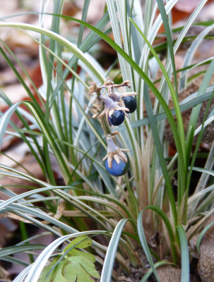 2018-12-16 Ophiopogon japonicus 'Kigimafukiduma' 2.jpg