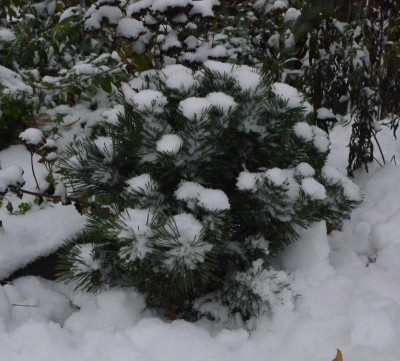 Pinus_uncinata-Litomysl.18-1.jpg