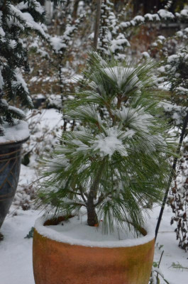 Pinus_schwerinii-Wiethorst.18-1.jpg