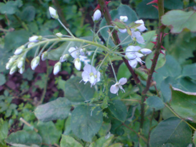rosenbegleiter_6_07.JPG