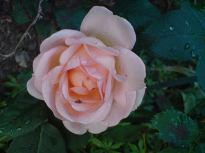 unbekannten_containerrose5.JPG
